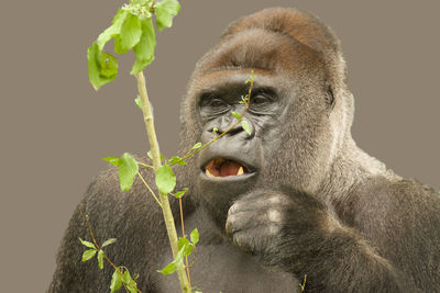 Portrait of a chimpanzee picking leaves from a twig