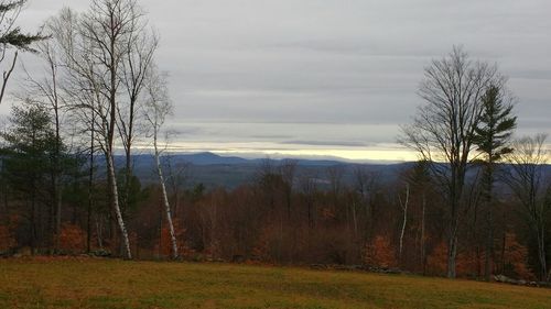 Bare trees on field