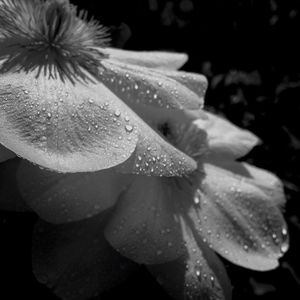 Close-up of water drops on flower