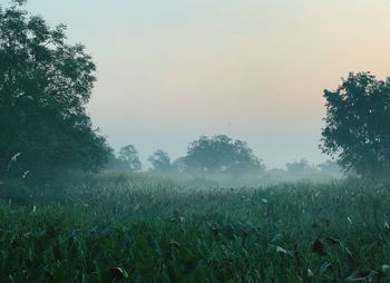 Scenic view of field against sky
