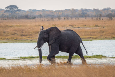 Side view of elephant in water