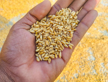 Close-up of hand holding wheat 