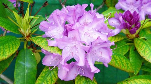 Close-up of purple flowers