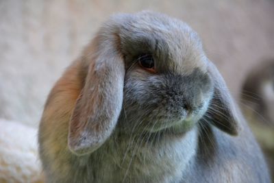 Close-up portrait of rabbit