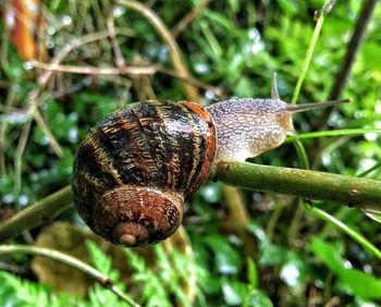 Close-up of snail on plant