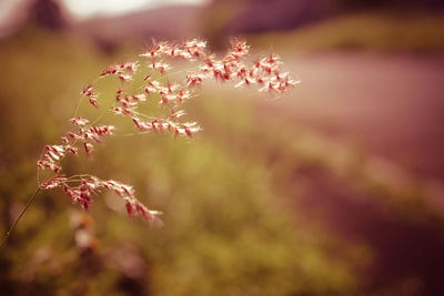 Close-up of flowers against blurred background