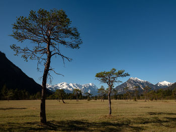 Trees on field against clear blue sky