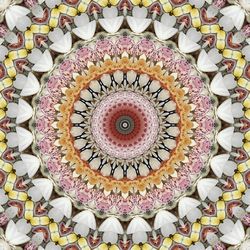 Directly below shot of multi colored flowers