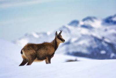 Full length of a horse on snow covered field