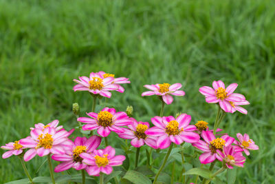 Close-up of pink flowering plants on field