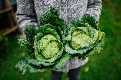 Close-up of person holding leaf