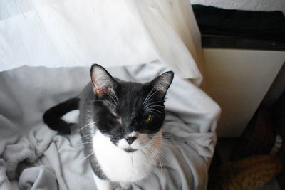 Portrait of cat relaxing on bed at home