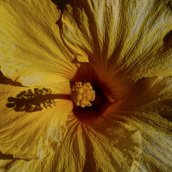 Close-up of yellow flower