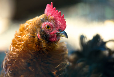 Close-up of rooster