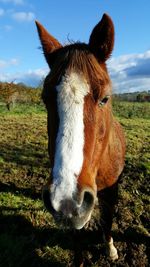 Close-up portrait of horse standing on field against sky