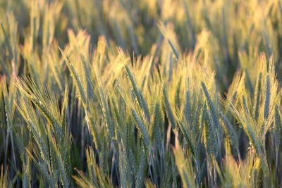 Close-up of stalks in field