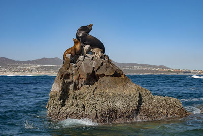 View of turtle on rock by sea against clear sky