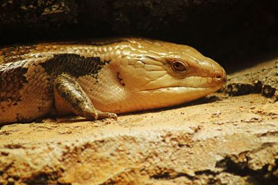 Close-up of lizard on rock