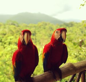 Close-up of birds perching on rock against sky