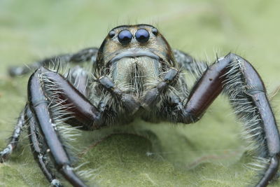 Close-up of spider