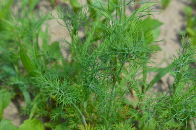 Close-up of plants growing on field