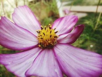 Close-up of pink flower blooming outdoors