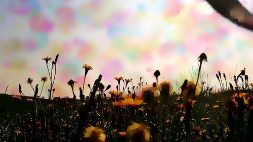 Close-up of flowers growing on field against sky