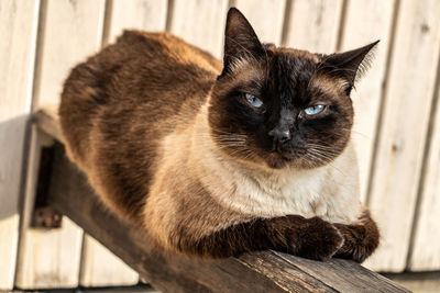 Close-up portrait of a cat