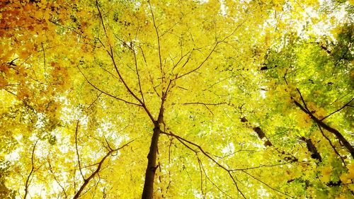 Low angle view of tree in forest during autumn
