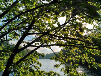 Tree by lake against sky