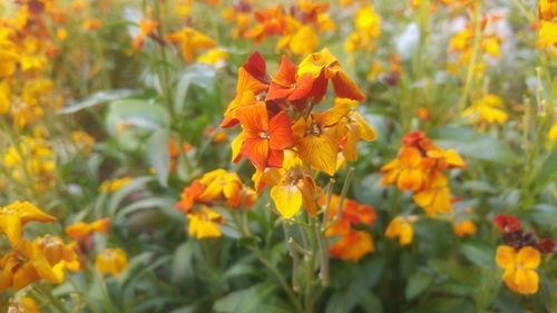 Close-up of yellow flower