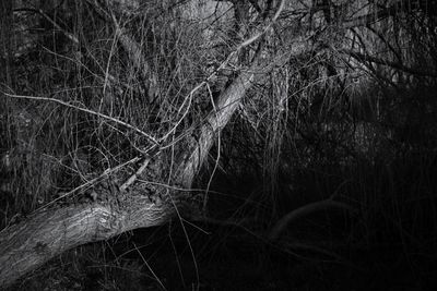 Bare tree in forest