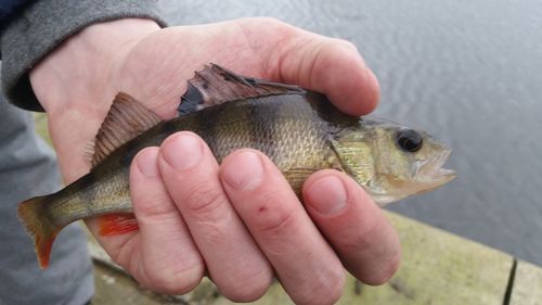 Close-up of cropped hand