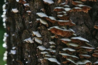 Close-up of mushroom growing on tree trunk