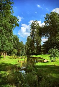 Trees in park