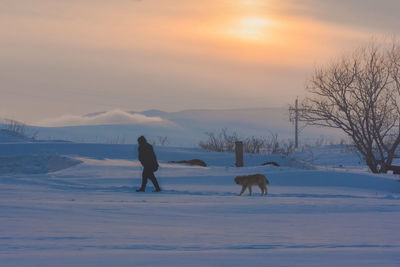 Horse standing on snow field against sky during sunset