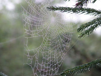 spider web