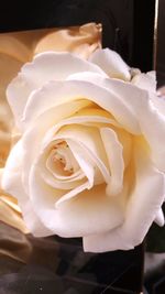 Close-up of white rose