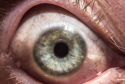 Close-up of human eye