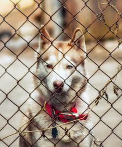 Portrait of dog seen through chainlink fence