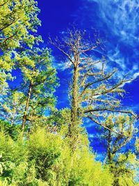 Low angle view of tree against blue sky