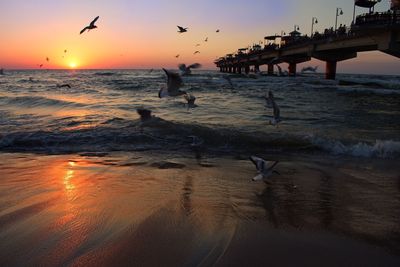 Silhouette birds flying over beach against sky during sunset