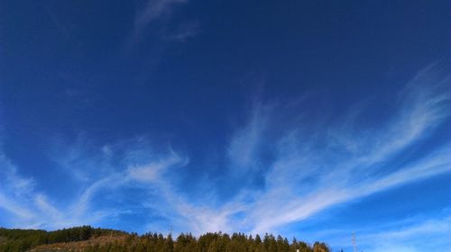 Low angle view of trees against blue sky