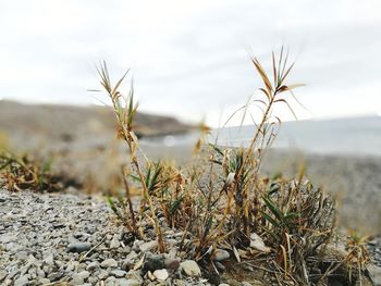 Close-up of plant on field against sky