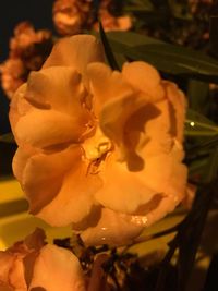 Close-up of yellow flower