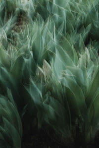 Full frame shot of plants