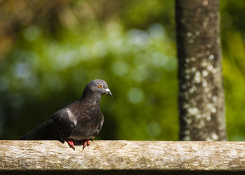 Close-up of bird perching on railing