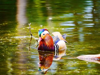 Duck swimming in lake