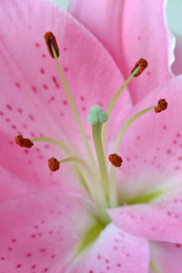 Close-up of pink flower