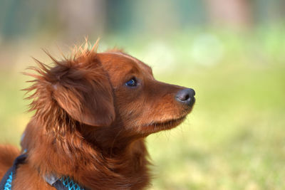 Close-up of dog looking away